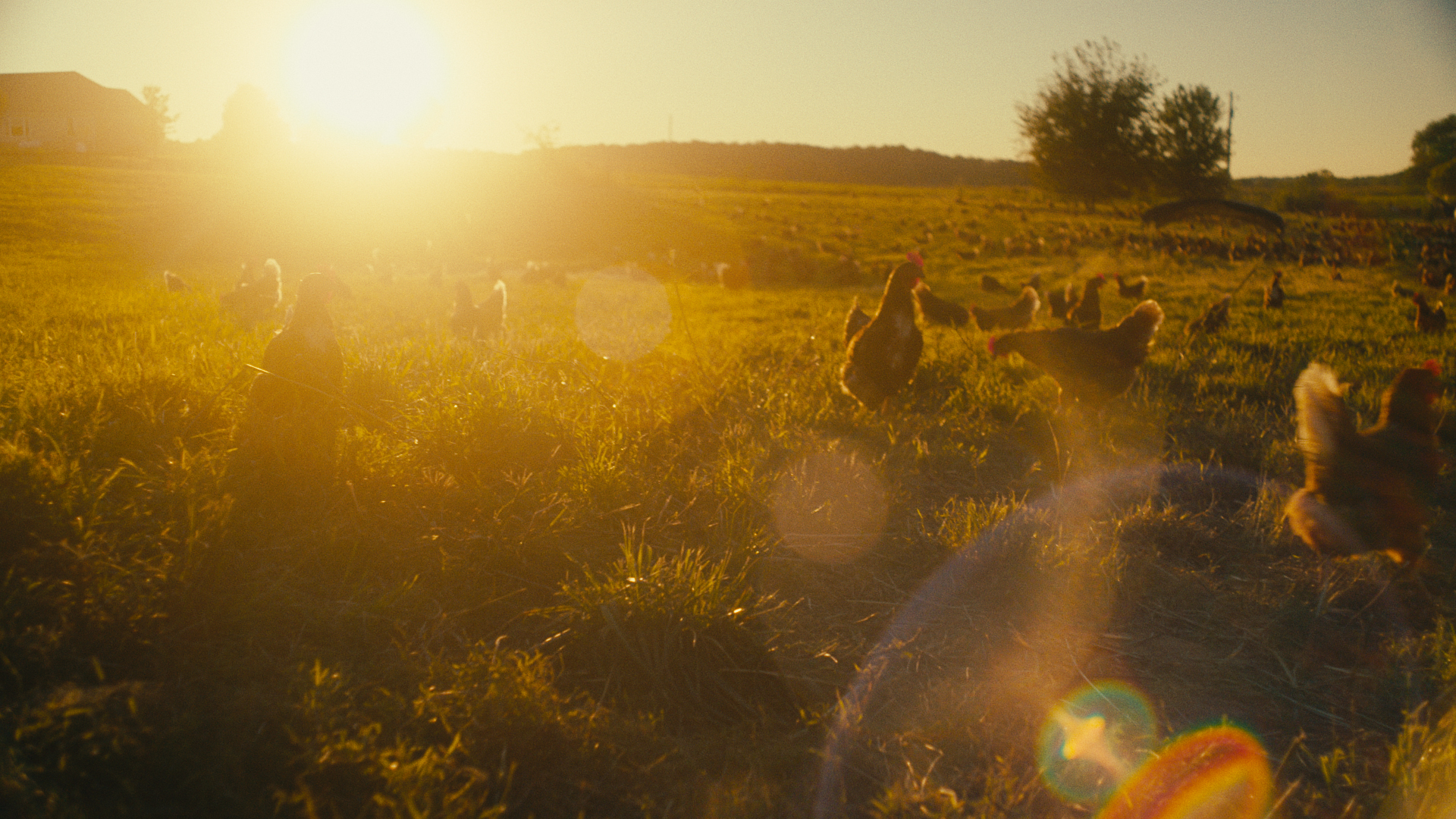 Golden Field of hens image